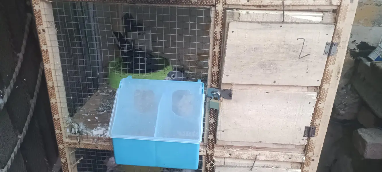 pigeon's cage — photo 3