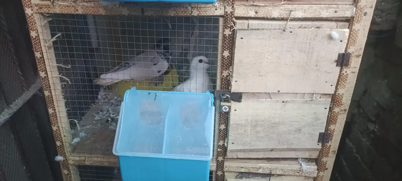 pigeon's cage — photo 4