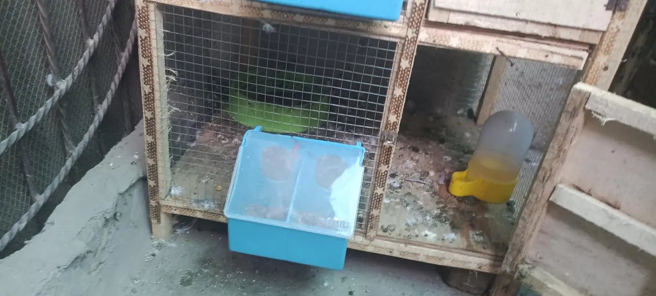 pigeon's cage — photo 5