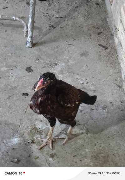 aseel hen