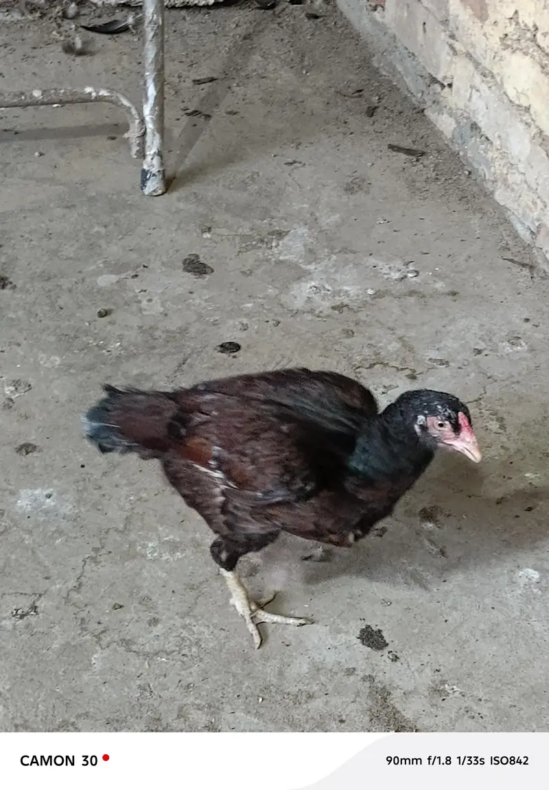 aseel hen — photo 2