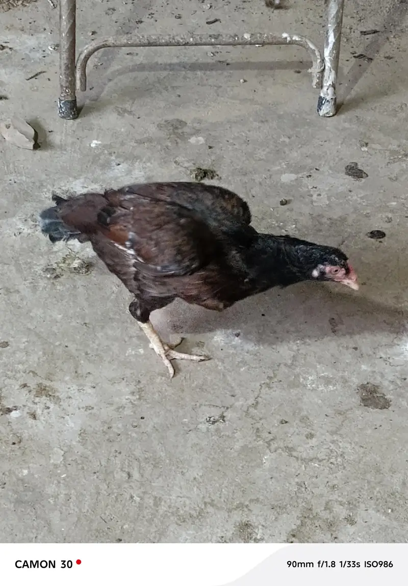 aseel hen — photo 3