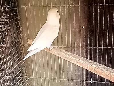 pastle male  forsell
