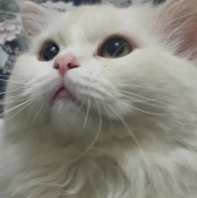 Turkish Angora & Doll-Face Persian Triple coated