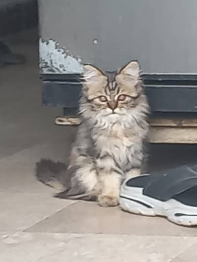 Pure Persian