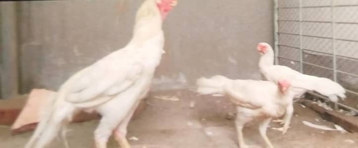 indian parrot breed for sale