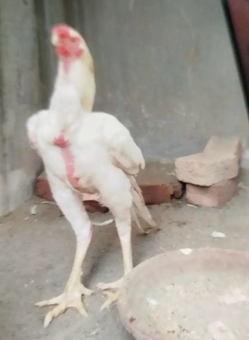 indian parrot breed for sale — photo 2