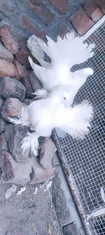 Indian white fantail
