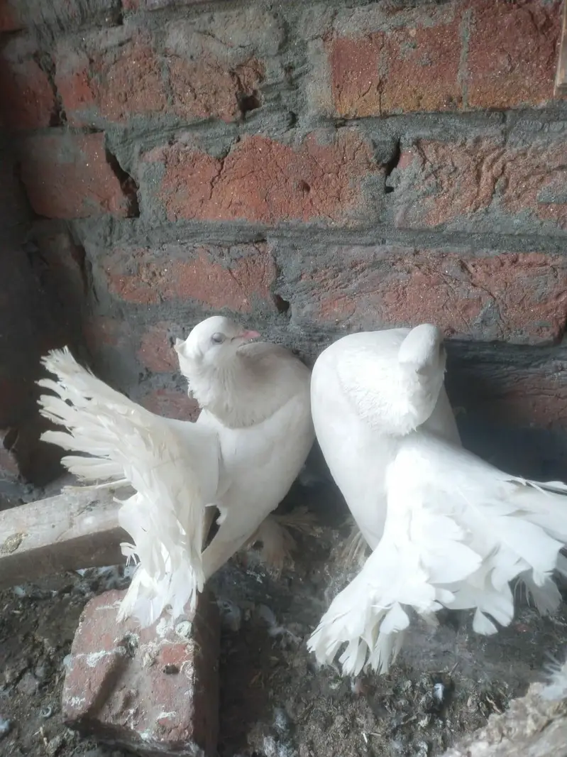 Indian white fantail — photo 2