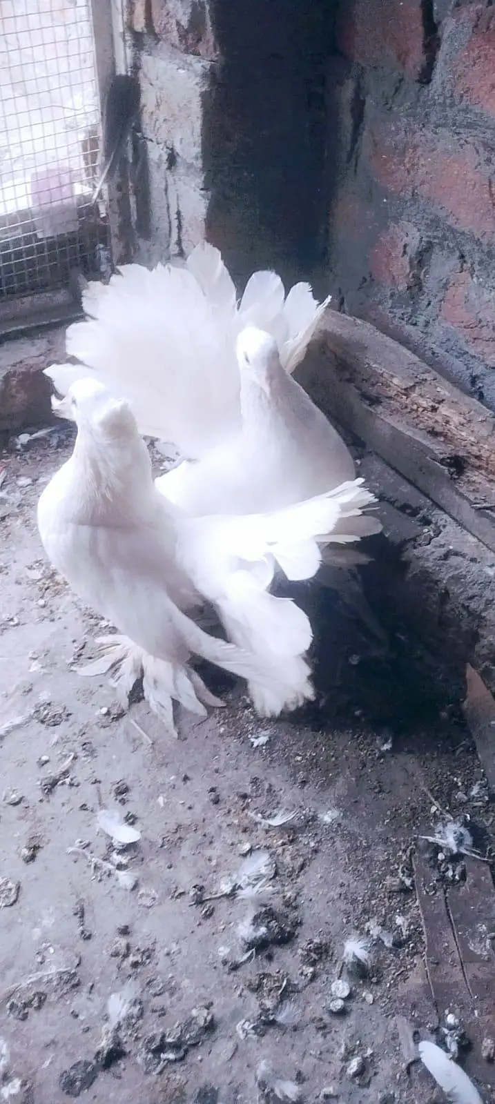 Indian white fantail — photo 3