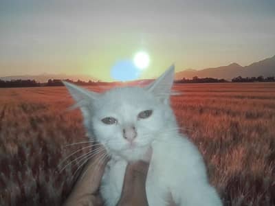 Persian cat very cute