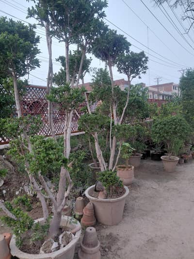 Sandhu Nursery Gajjumata