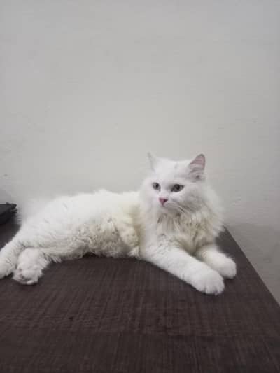 White Fluffy Male Persian kitten/cat