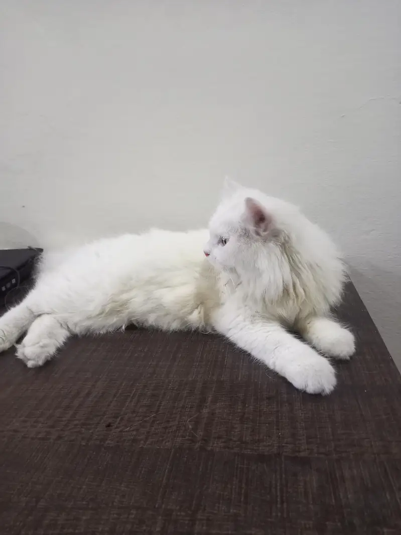 White Fluffy Male Persian kitten/cat — photo 2