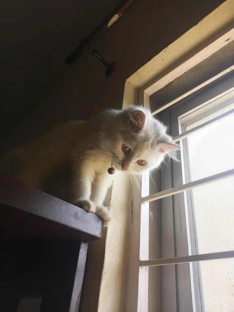 White Fluffy Male Persian kitten/cat — photo 4
