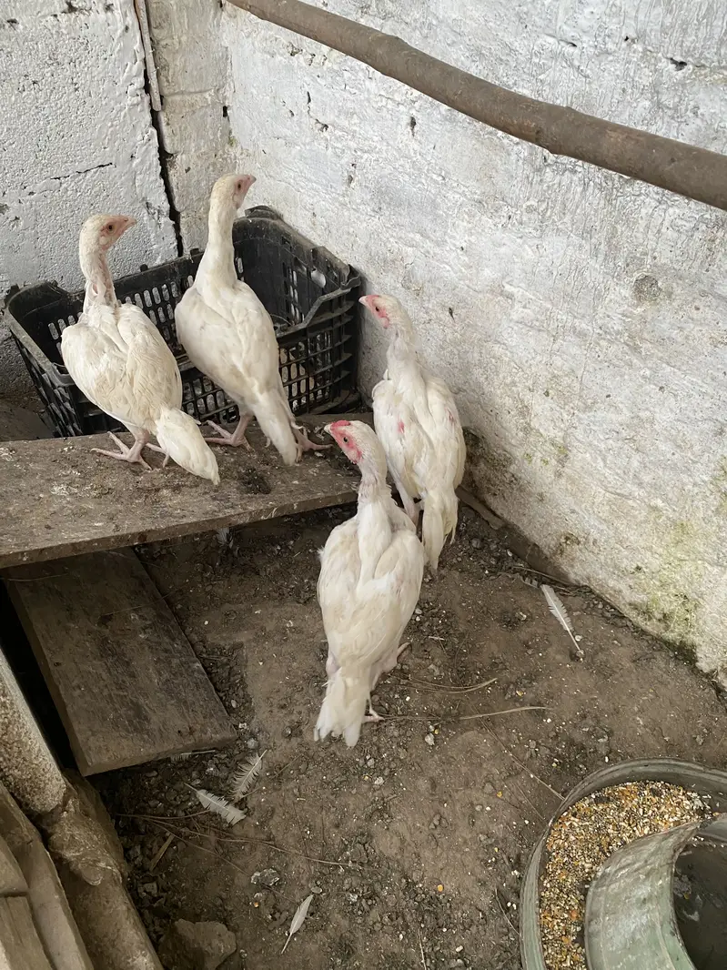 Heera aseel — photo 3