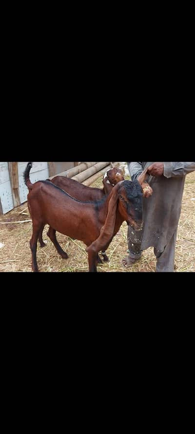 Top quality Home-Bred Goats are available for sale |