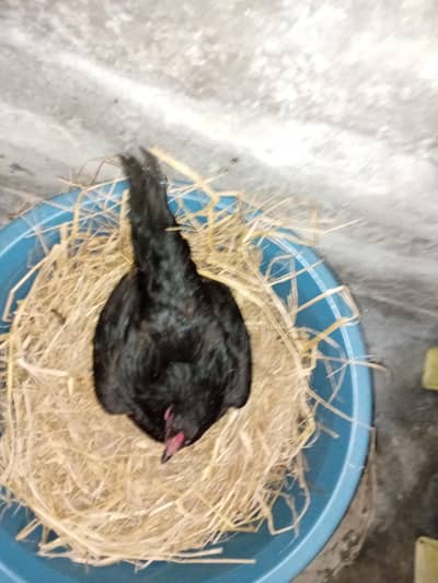kurak murgi available 03350661457