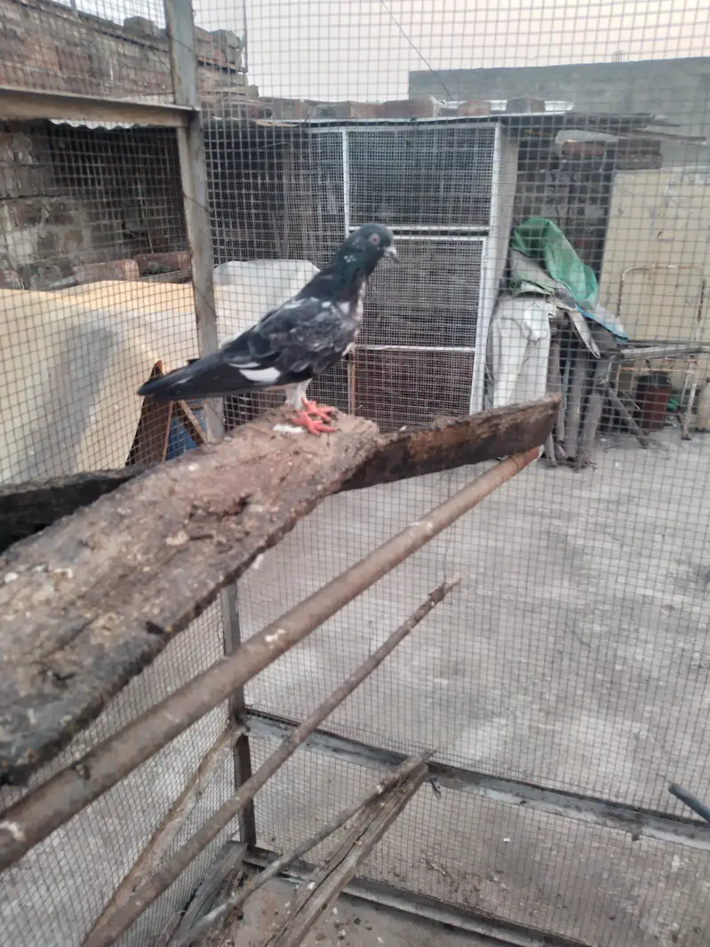 dab wali madi breeder — photo 2