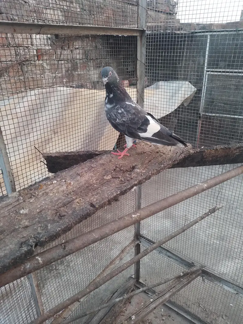 dab wali madi breeder — photo 3