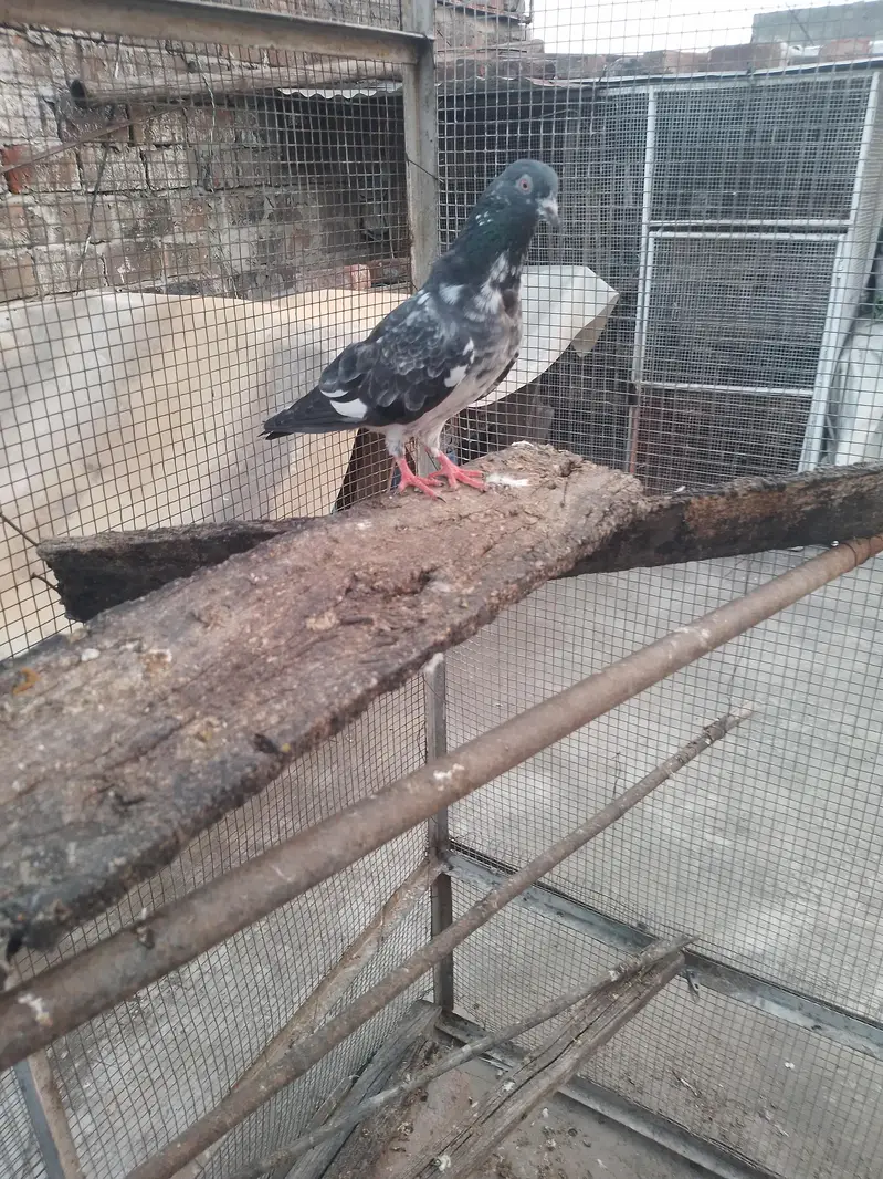 dab wali madi breeder — photo 4