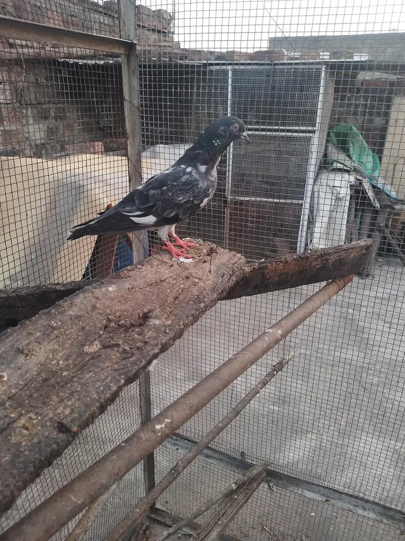dab wali madi breeder — photo 5