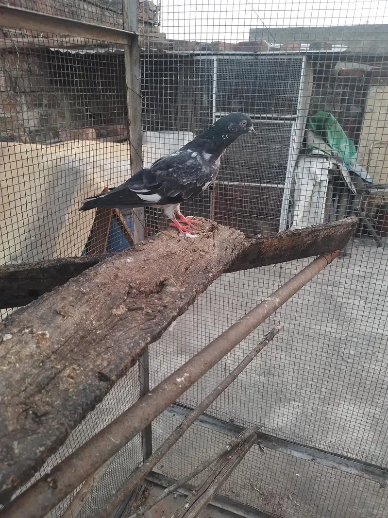 dab wali madi breeder — photo 6