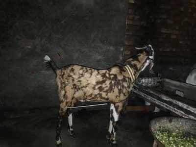 Pure Rajan puri Breedal Bakra