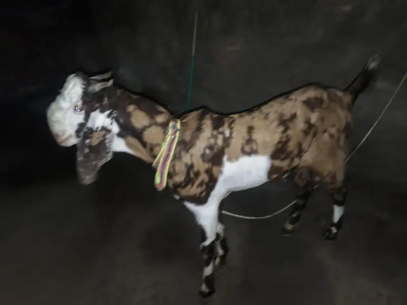 Pure Rajan puri Breedal Bakra — photo 2