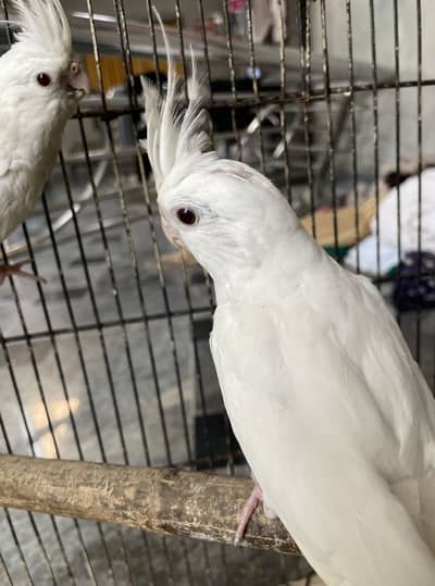 Cacktail Red Eyes Full White Pair