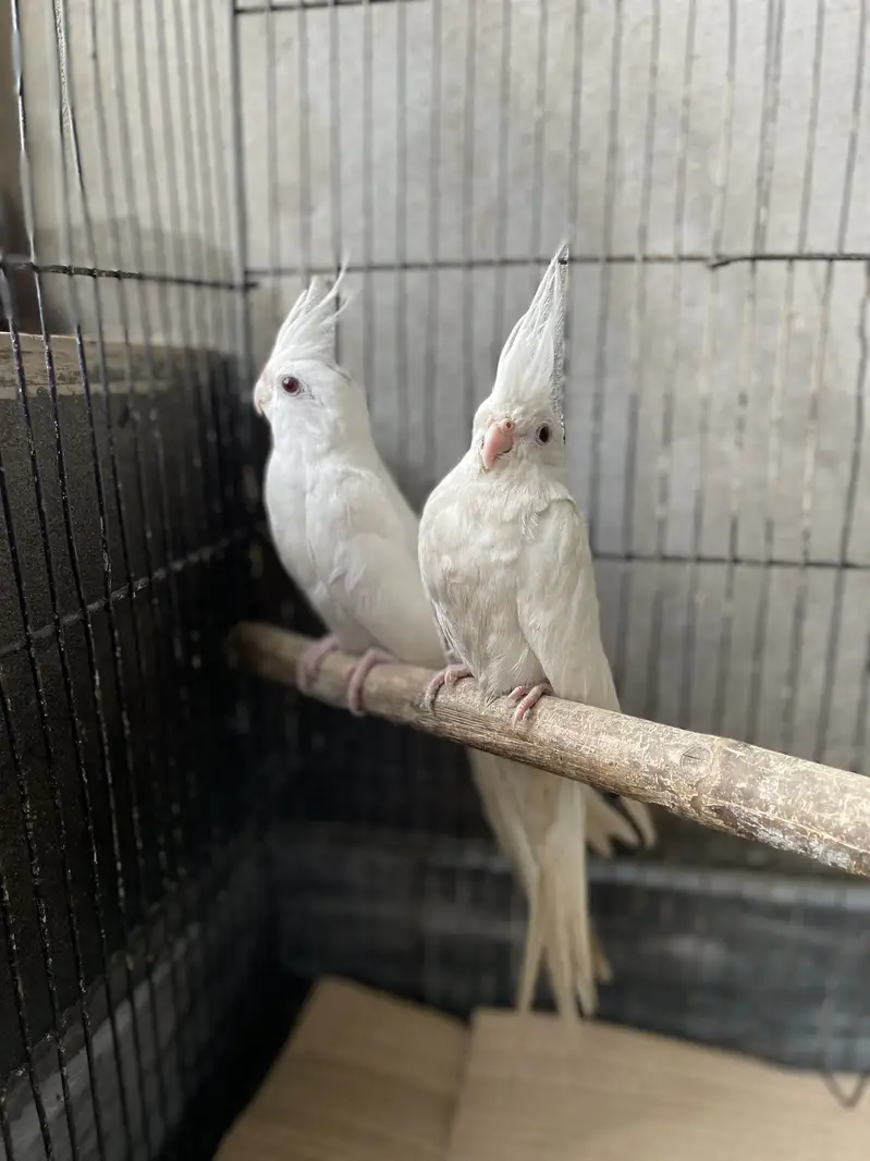 Cacktail Red Eyes Full White Pair — photo 2