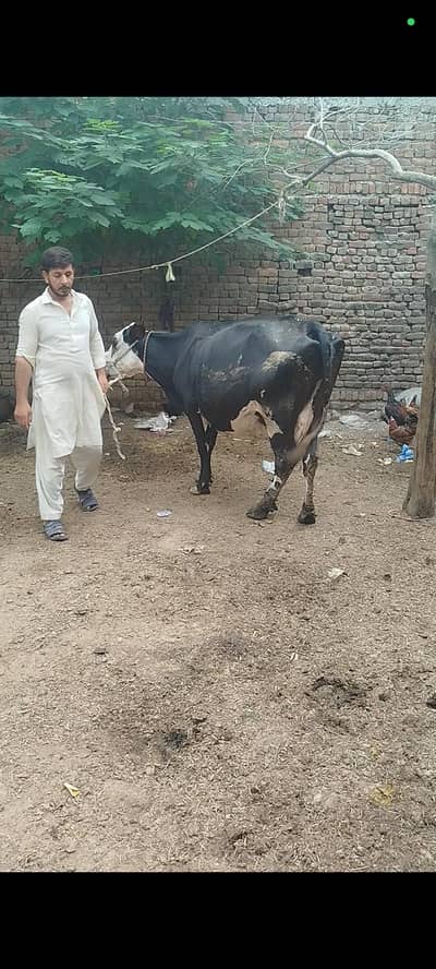 گاۓ فروخت کے لئے دستیاب ہے