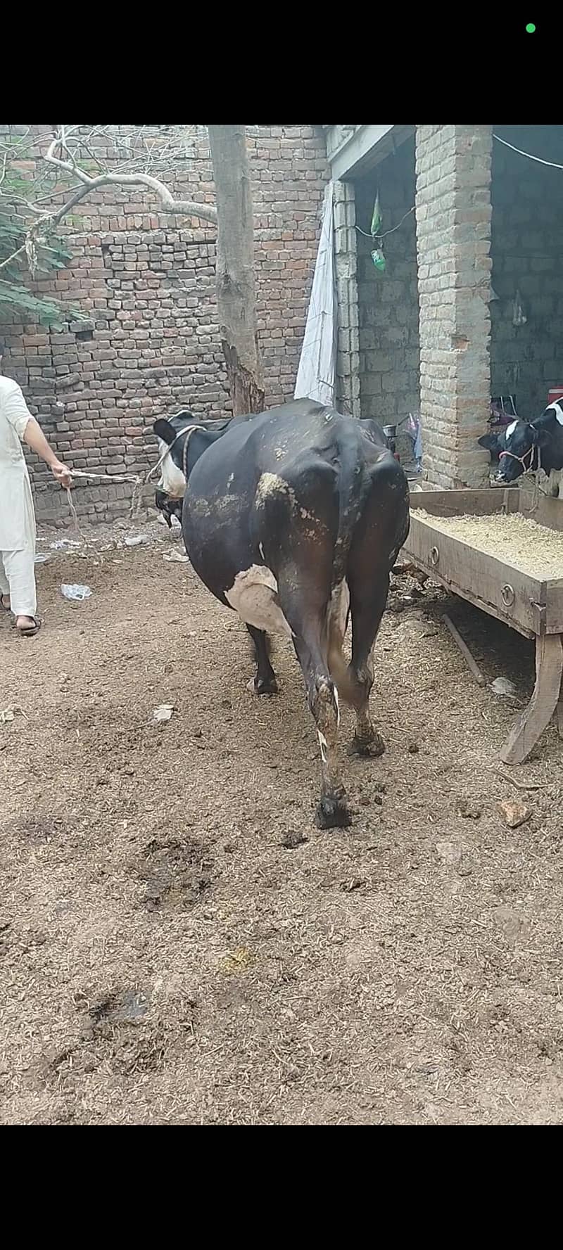 گاۓ فروخت کے لئے دستیاب ہے 1