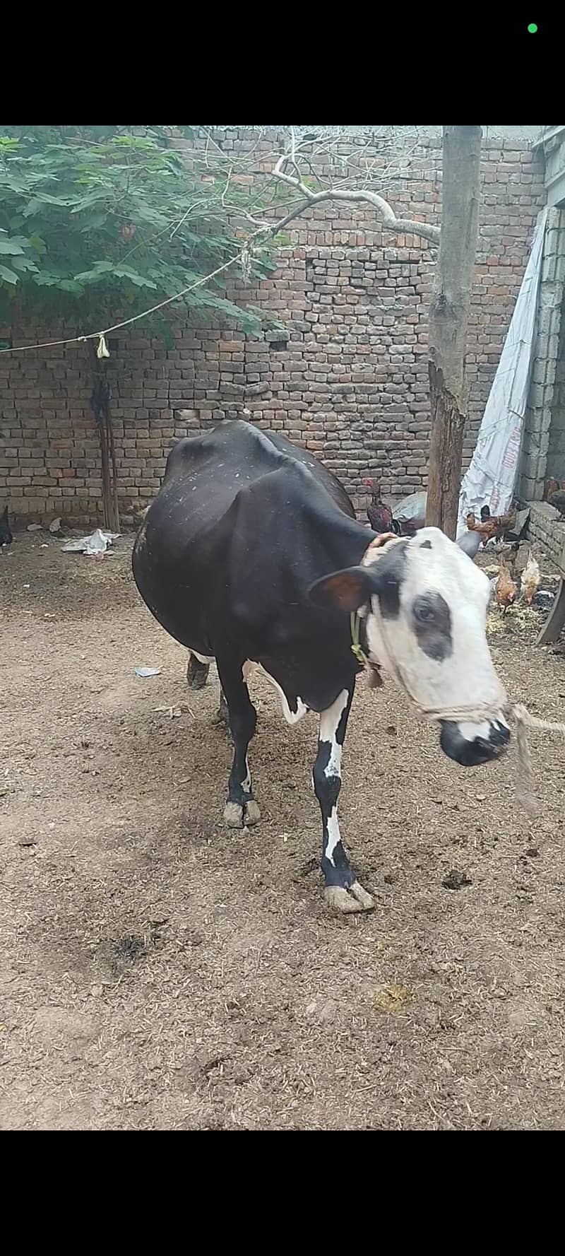 گاۓ فروخت کے لئے دستیاب ہے 2