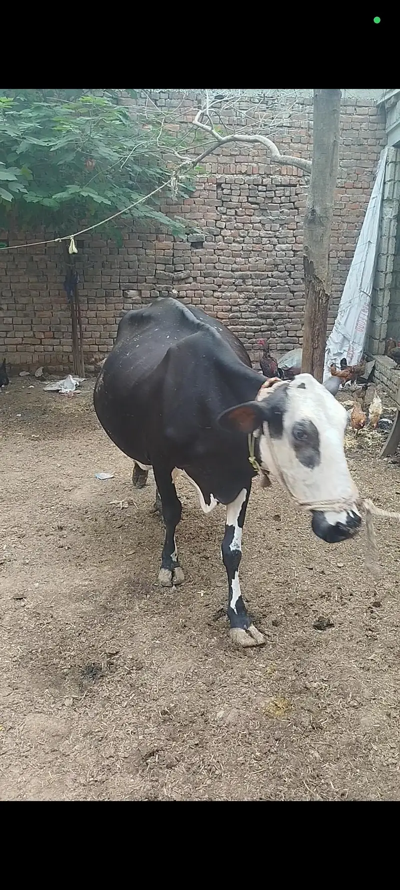 گاۓ فروخت کے لئے دستیاب ہے — photo 3