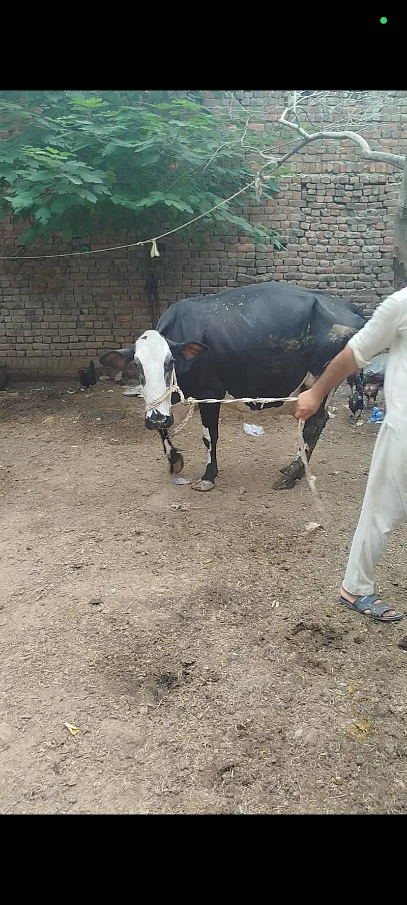 گاۓ فروخت کے لئے دستیاب ہے 3