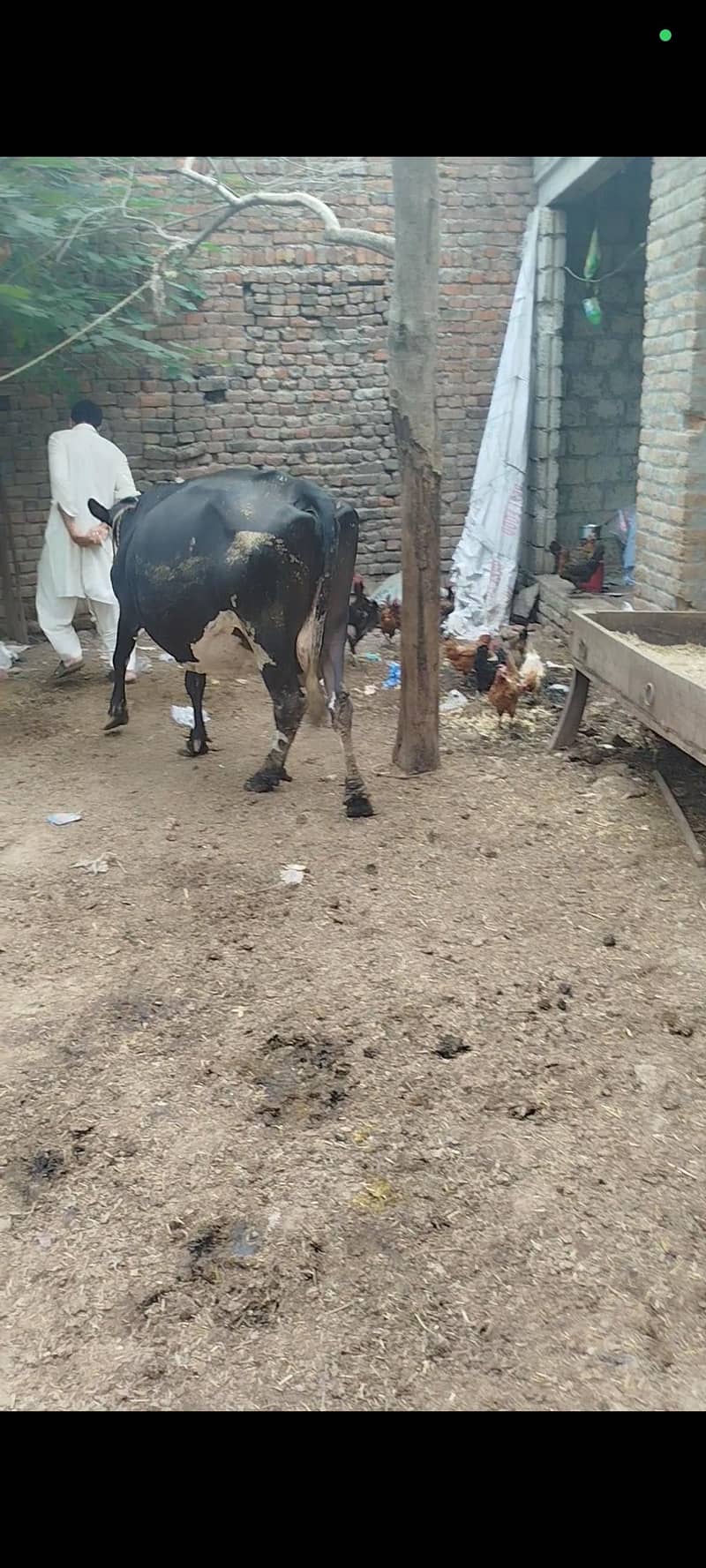 گاۓ فروخت کے لئے دستیاب ہے 4