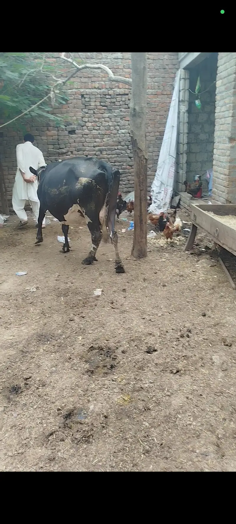 گاۓ فروخت کے لئے دستیاب ہے — photo 5