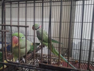 raw pair for sale Rs 45000