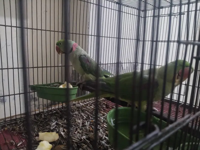 raw pair for sale Rs 45000 — photo 3