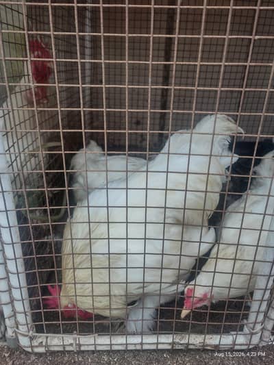 White Buff chicks and adult Available