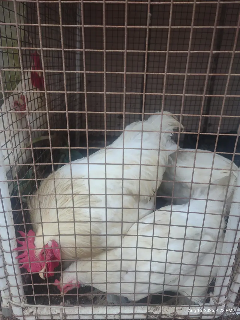 White Buff chicks and adult Available — photo 2