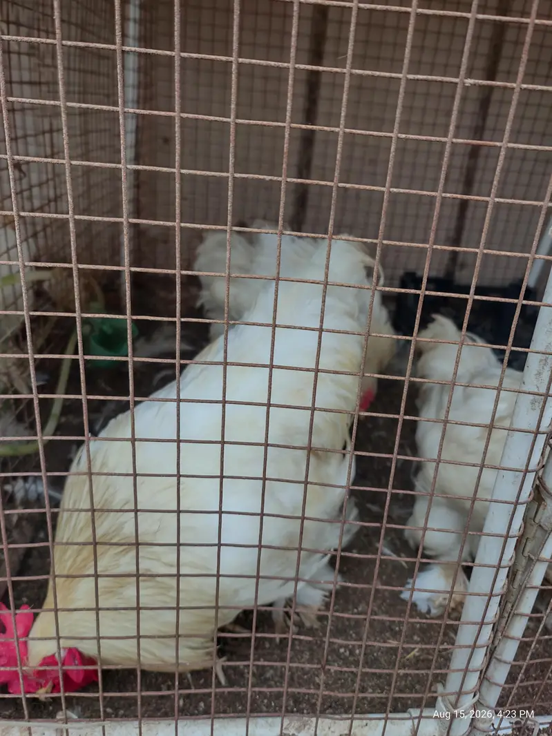 White Buff chicks and adult Available — photo 3