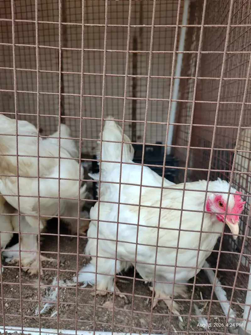 White Buff chicks and adult Available — photo 4