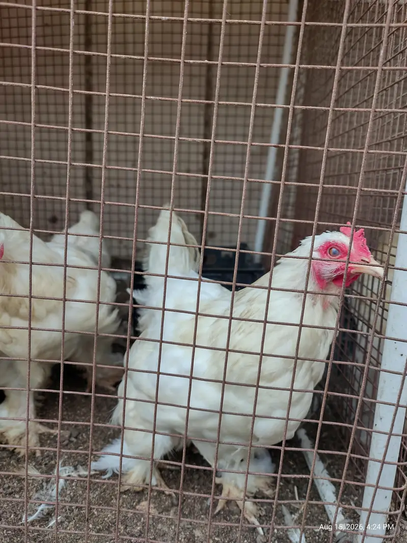 White Buff chicks and adult Available — photo 5