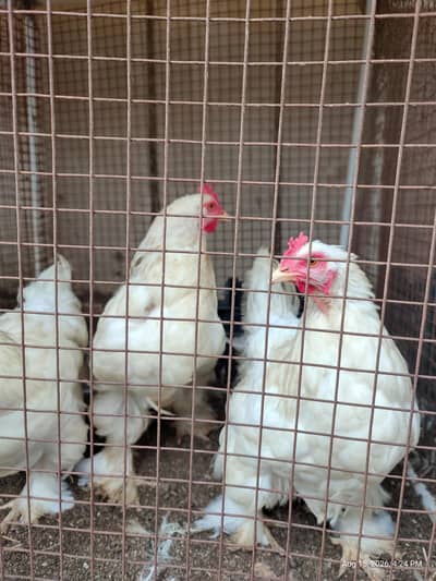 White Buff chicks and adult Available