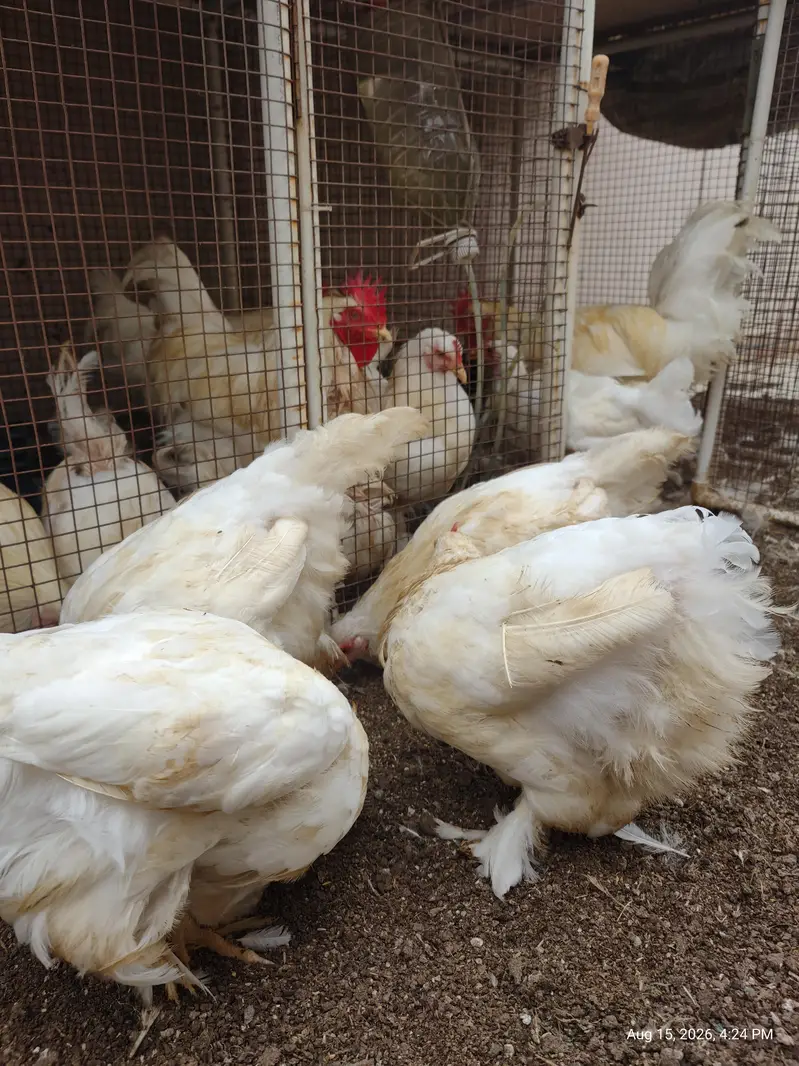White Buff chicks and adult Available — photo 7