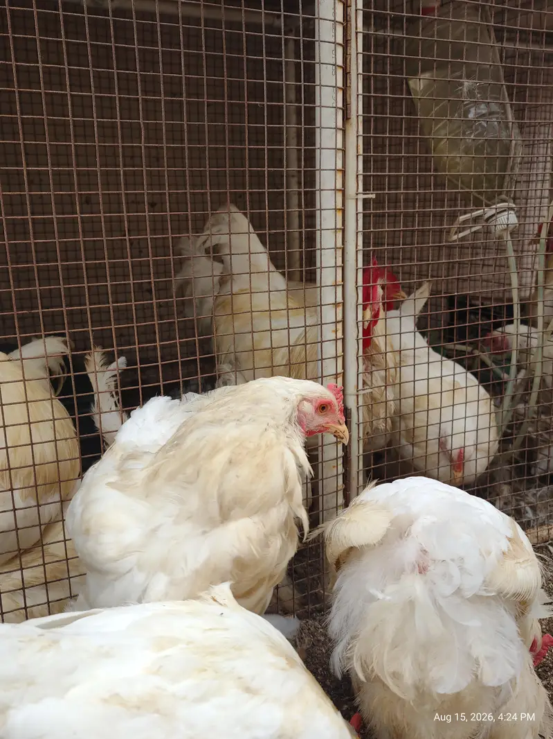 White Buff chicks and adult Available — photo 8