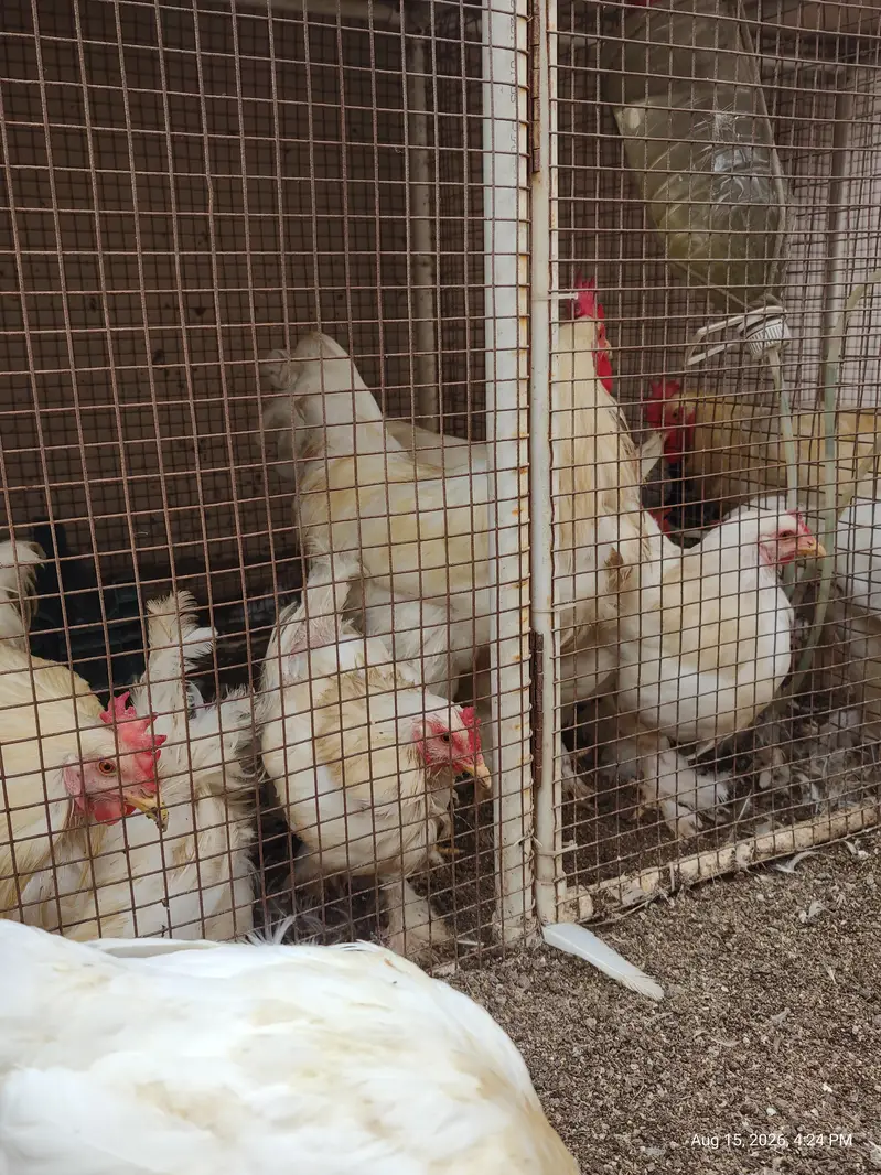 White Buff chicks and adult Available — photo 9