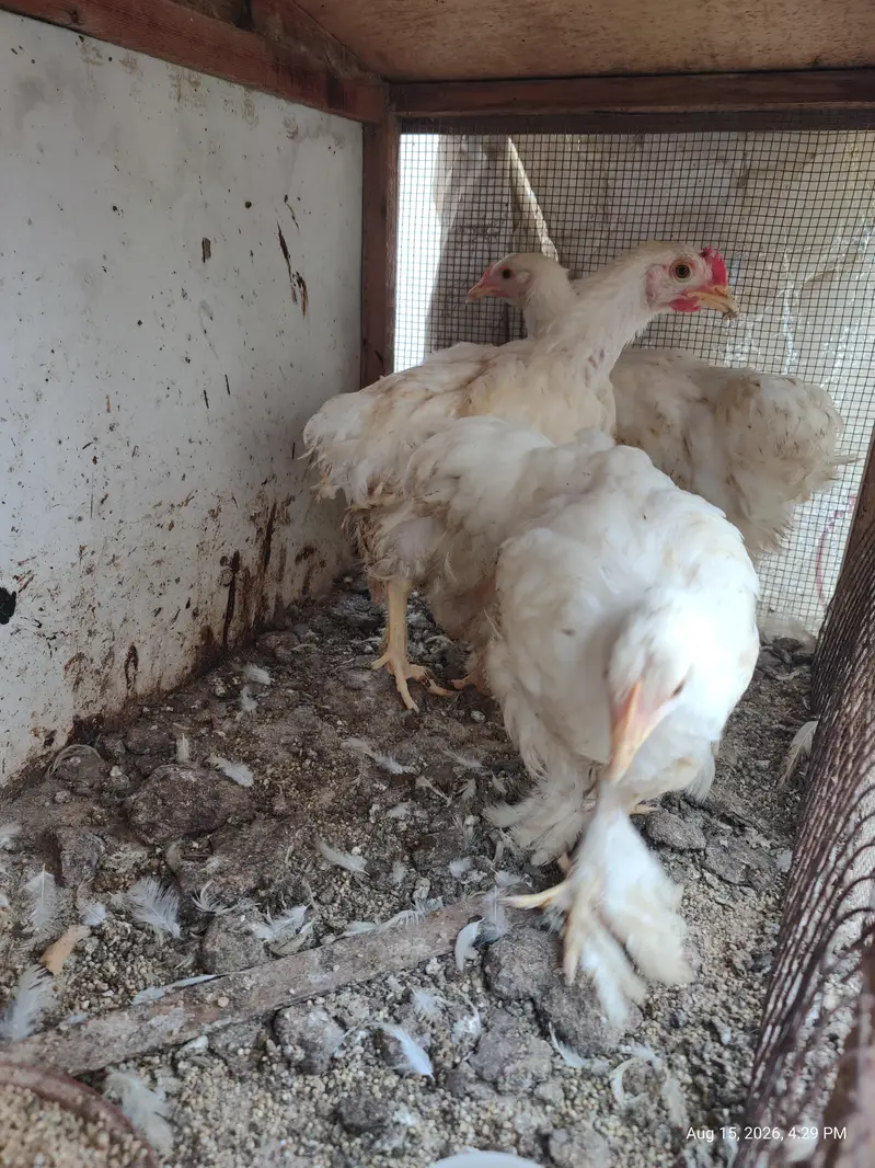 White Buff chicks and adult Available — photo 10